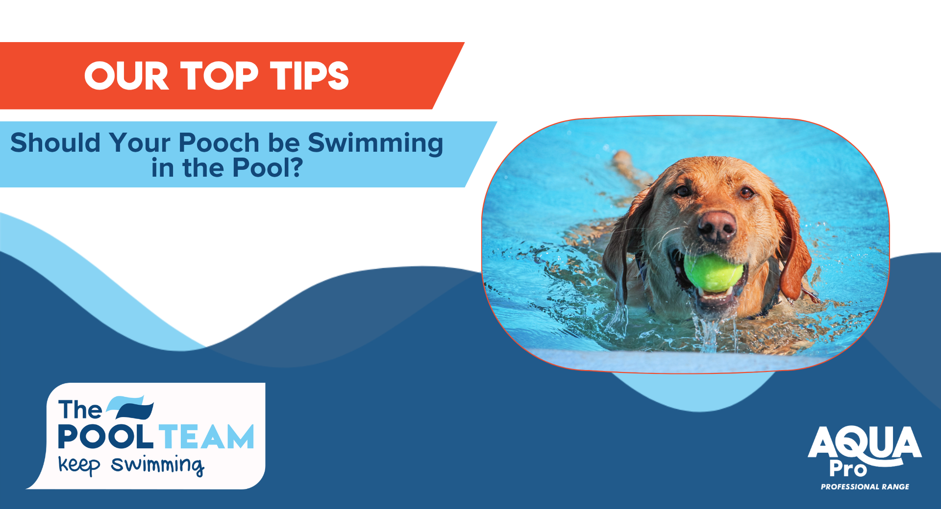 Should your pooch be swimming in the pool?